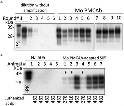 Multiple steps of prion strain adaptation to a new host